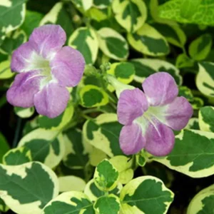 Asystasia Gangetica Variegata"Chinese Violet" 10-15cm Set of 10 Plants