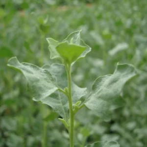 Atriplex Halimus Or Salt Bush