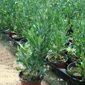 Atriplex semibaccata " Berry SaltBush"