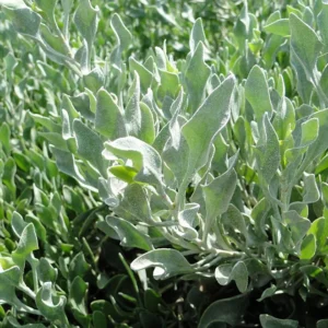 Atriplex Semibaccata or Salt Bush