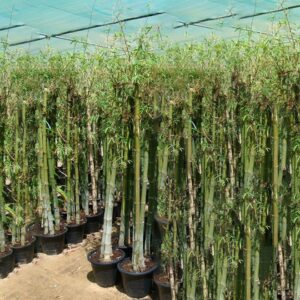 Bambus green or Tropical Bamboo 1.5 - 1.8m