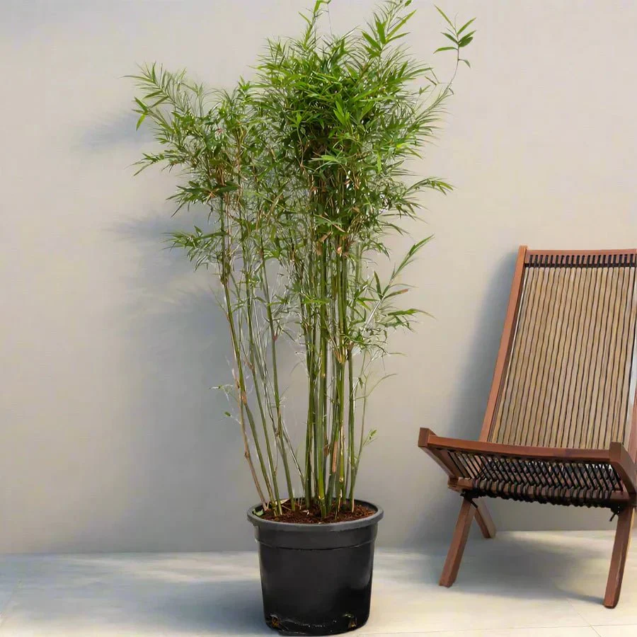 Bambusa Multiplex "Chinese Dwarf Bamboo" 1.2 - 1.5m overall height