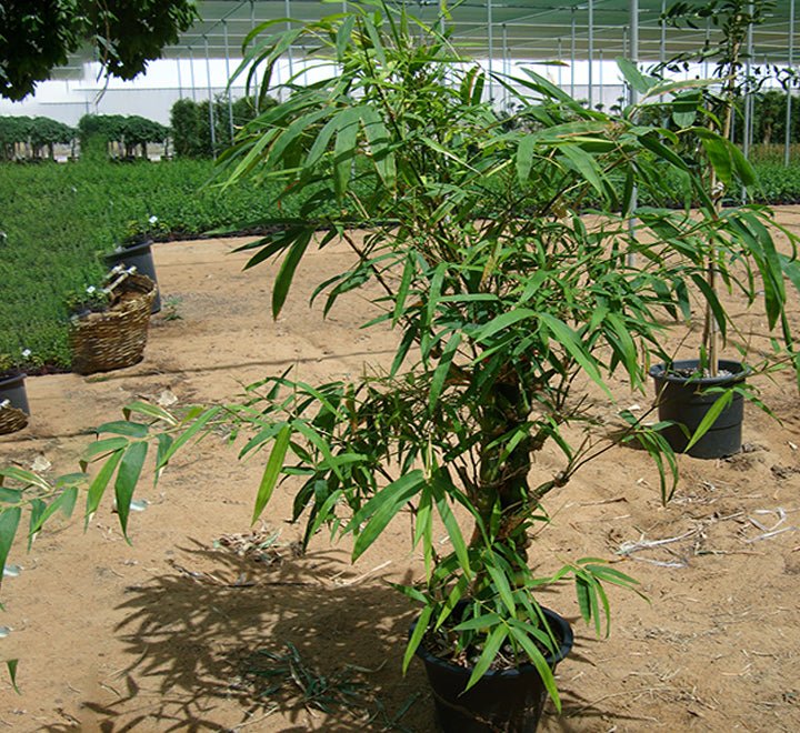 Bambusa Ventricosa or Buddha's Belly Bamboo 1.2-1.5m