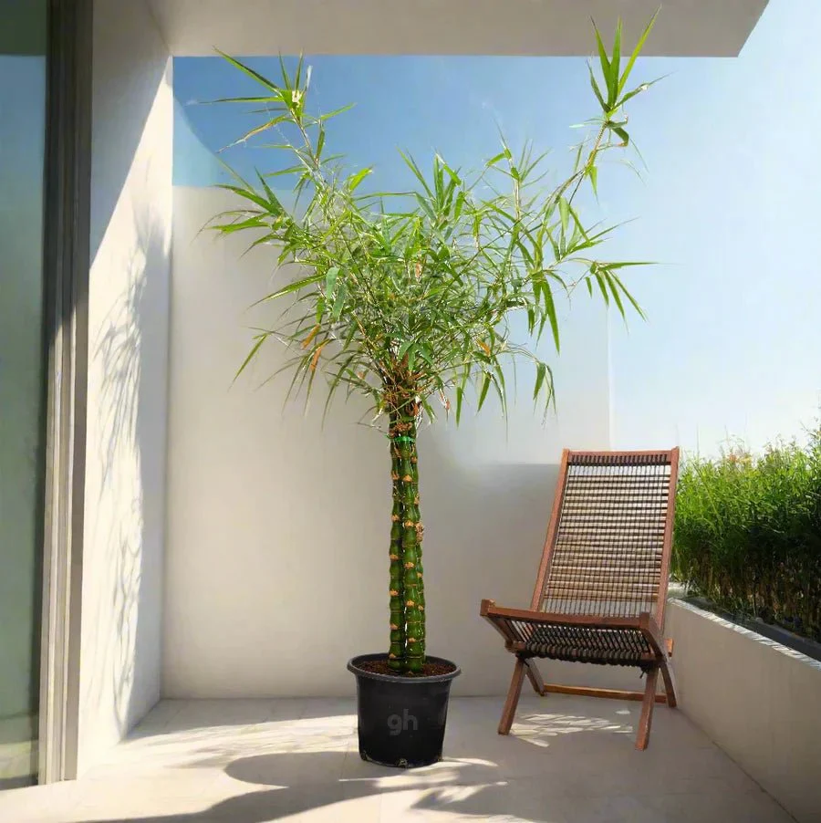 Bambusa ventricosa or Buddha's Belly Bamboo Default Plastic Pot Gray