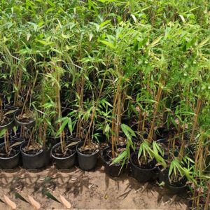 Bambusa Vulgaris or Common Bamboo