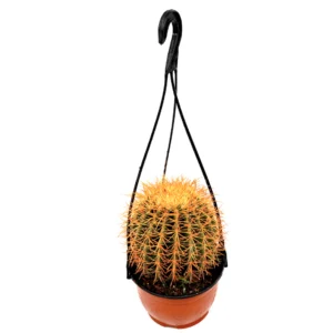 Barrel Cactus | Hanging Coloured Ball Cactus | Ferocactus 150-170mm dia (Default Plastic Hanging Pot)