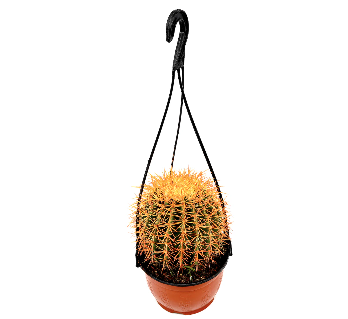 Barrel Cactus | Hanging Coloured Ball Cactus | Ferocactus 150-170mm dia (Default Plastic Hanging Pot)