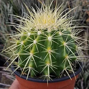 Barrel or Ball Cactus (White Ceramic Pot)