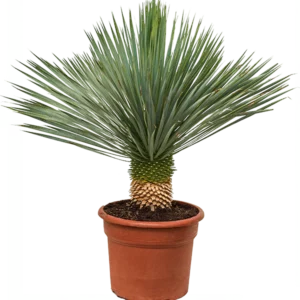 Beaked Yucca "Yucca Rostrata" 1.0-1.2m overall height