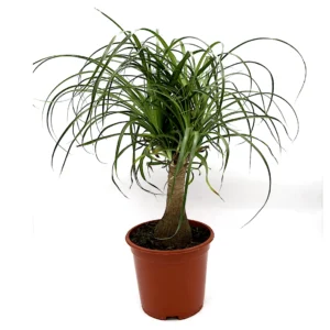 Beaucarnea Recurvata "Elephant's Foot or Ponytail Palm" 50-60cm Single Trunk (Default Plastic Pot)