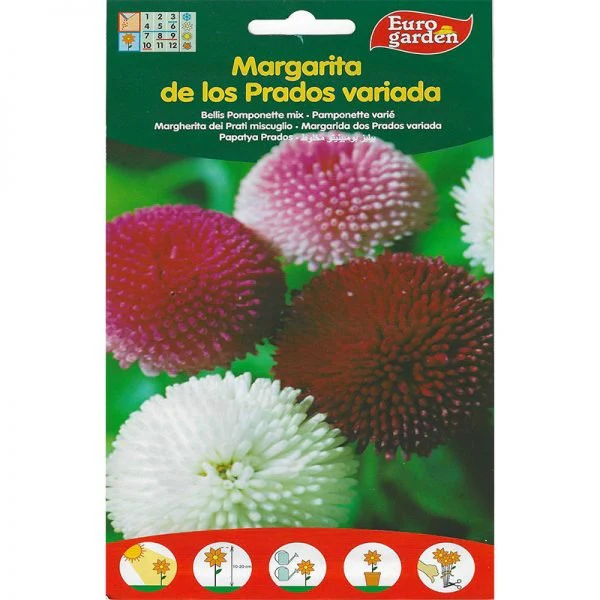 Bellis Pomponette "Margarita" Mix Premium Quality Seeds by EuroGarden