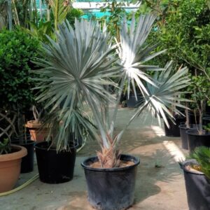 Bismarckia Nobilis "Bismark Palm" بسمارك النخيل1.5 - 1.2m height