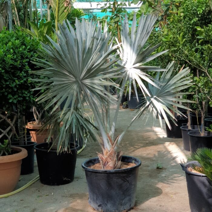 Bismarckia Nobilis "Bismark Palm" بسمارك النخيل1.5 - 1.2m height