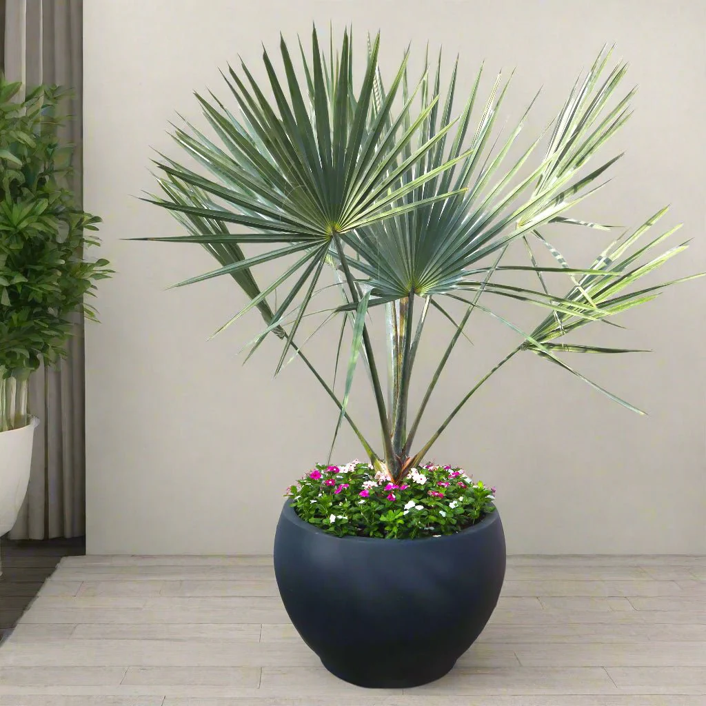 Bismarckia Nobilis "Bismark Palm" بسمارك النخيل in Fancy Fiber Pot 1.8-2.0m