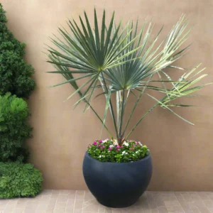 Bismarckia Nobilis "Bismark Palm" بسمارك النخيل1.8 - 2.0m height