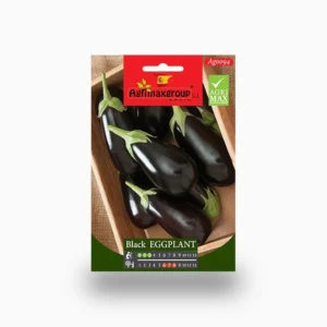 Black Eggplant Agrimax Seeds Set of 10 Pack
