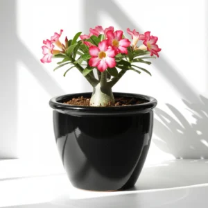 Black Rolled Rim Pot Outdoor Ceramic Pot ,Garden Pots 30x 25cm DiaxHt