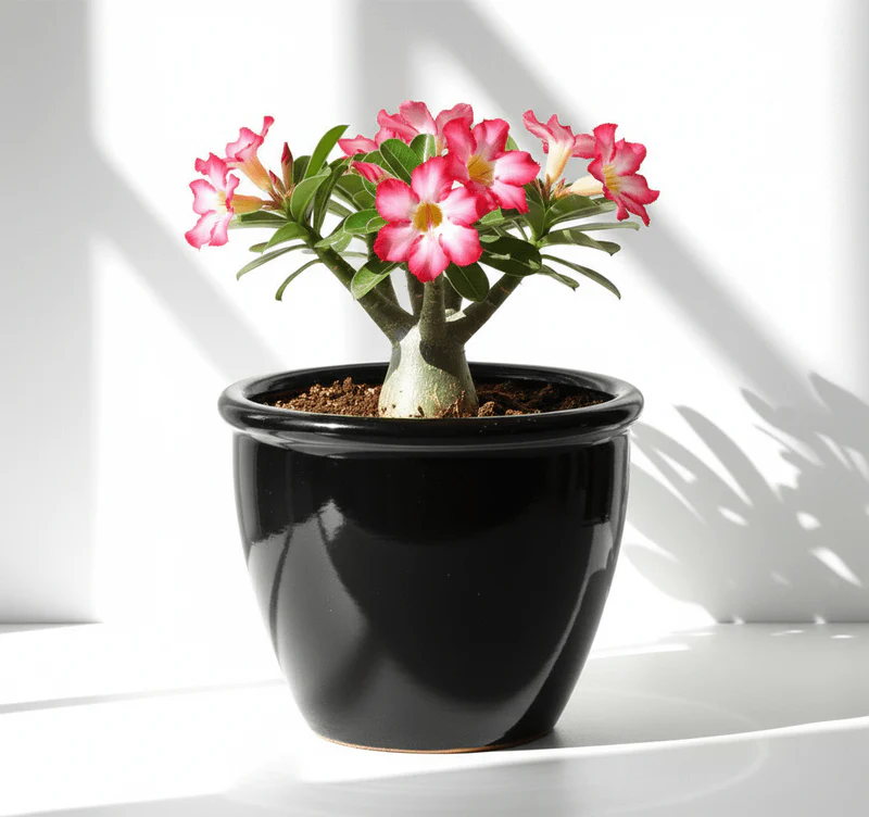 Black Rolled Rim Pot Outdoor Ceramic Pot ,Garden Pots 58 x 43cm DiaxHt