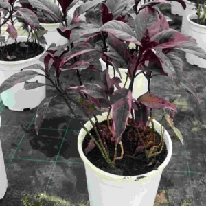Black varnish Tricolor "Pseuderanthemum" 40-50cm overall height