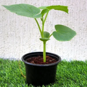 Bottle Gourd Plant | Lagenaria siceraria | Opo squash | Lauki Vegetable Plant 10-15 cm Set of 10 Plants