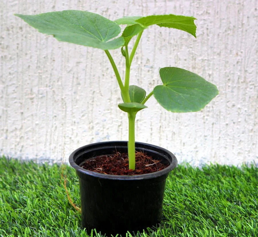 Bottle Gourd Plant | Lagenaria siceraria | Opo squash | Lauki Vegetable Plant 10-15 cm Set of 10 Plants