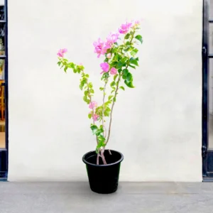 Bougainvillea Cocoice "Coconut Ice (Without stake) 0.8 -1.0m Overall Height