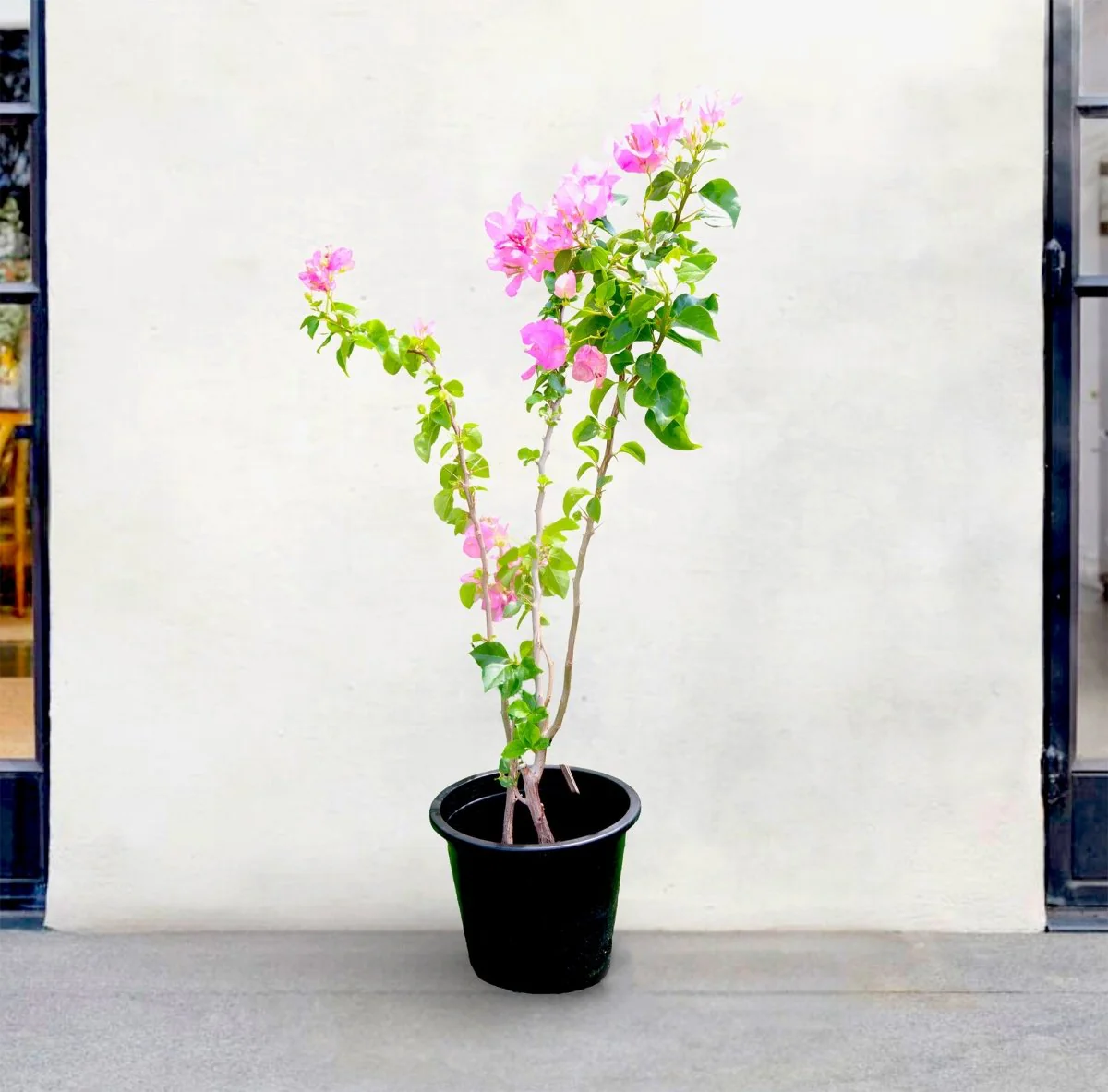 Bougainvillea Cocoice "Coconut Ice (Without stake) 0.8 -1.0m Overall Height