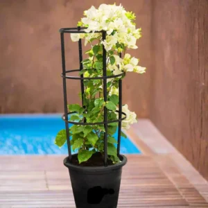 Bougainvillea Glabra "30 to 160cm" White 80-100cm Height (Rolled Rim Pot) Black