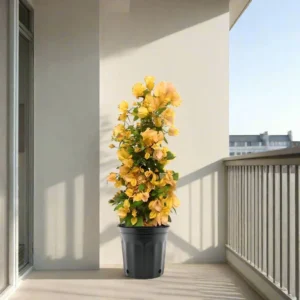 Bougainvillea Gold 1.3-1.5m overall height (Default Plastic Pot)