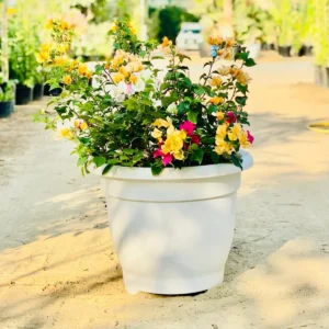 Bougainvillea Orange Mix in 20" Cosmoplast Round Pot