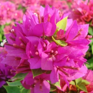 Bougainvillea "Pink Pixie" 25-30cm White Plastic Pot
