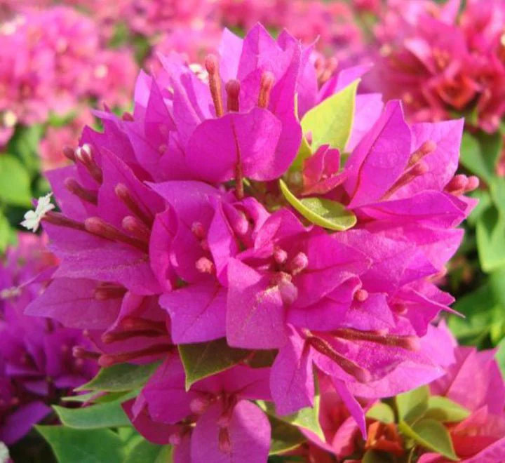 Bougainvillea "Pink Pixie" 25-30cm White Plastic Pot