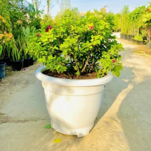 Bougainvillea Pink Pixie in 20" Cosmoplast Round Pot
