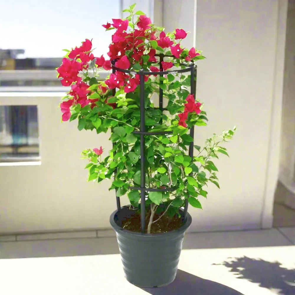 Bougainvillea Spectabilis “30 to 160cm” Dark Pink 140-160cm height (Default Plastic Pot) Black