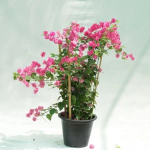 Bougainvillea Spectabilis “30 to 160cm” Dark Pink 30-40cm height (Default Plastic Pot) Black