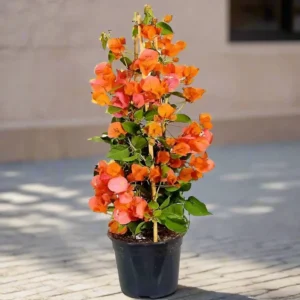 Bougainvillea Spectabilis “30 to 160cm” Orange 80-100cm height (Default Plastic Pot) Black