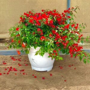 Bougainvillea Red in Cosmoplast Round Pot