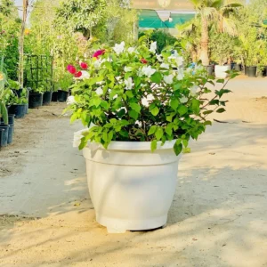 Bougainvillea White Mix in 20" Cosmoplast Round Pot