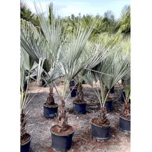 Brahea Armata "Mexican Blue Palm" 80 - 100cm overall height
