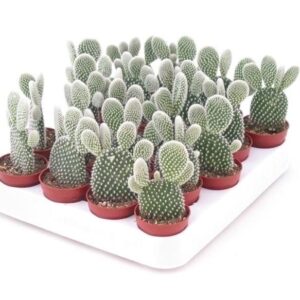 Cactus Opuntia Albata or Bunny Ears 5-8cm Default Plastic Pot With (Default Soil)