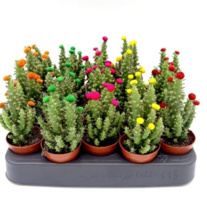 Cactus Opuntia Subulata Indoor | Austrocylindropuntia subulata 5-8cm Default Plastic Pot (Default Soil)