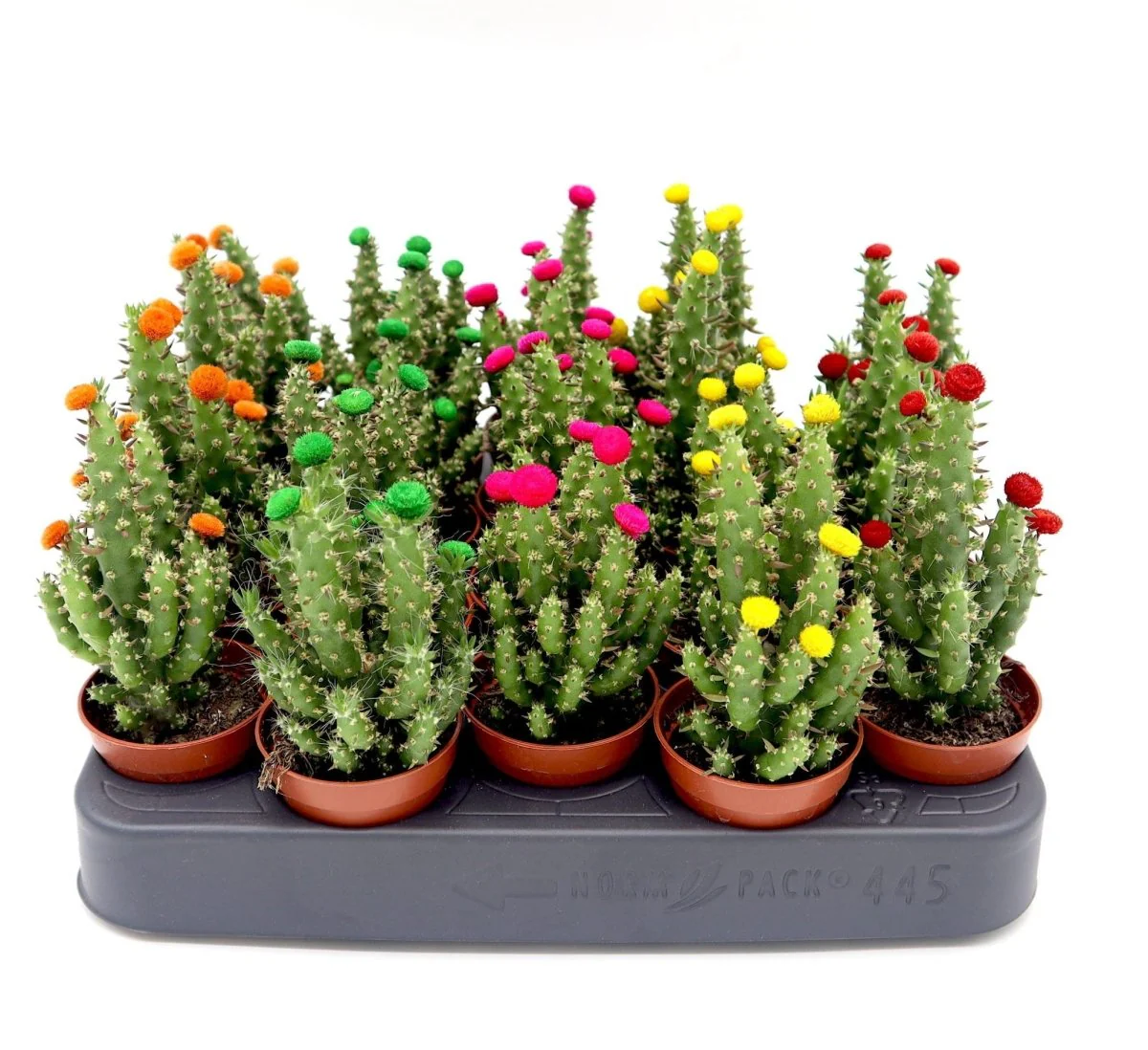 Cactus Opuntia Subulata Indoor | Austrocylindropuntia subulata 5-8cm Default Plastic Pot (Default Soil)