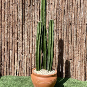 Cactus San Pedro (1.0-1.4m) Terracotta Handi Pot
