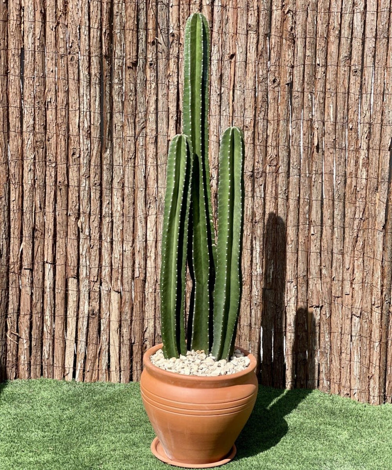 Cactus San Pedro (1.0-1.4m) Default Nursery Pot