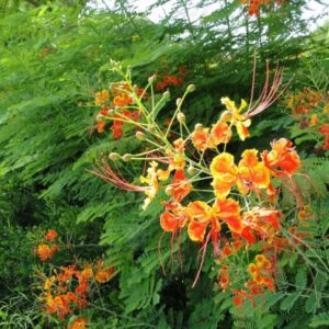 Caesalpinia Pulcherrima "Peacock Flower" 40-50cm