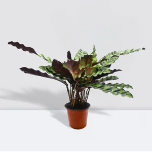 Calathea Lancifolia (Rattlesnake Plant)-30cm Default Soil with (Clay Stones)
