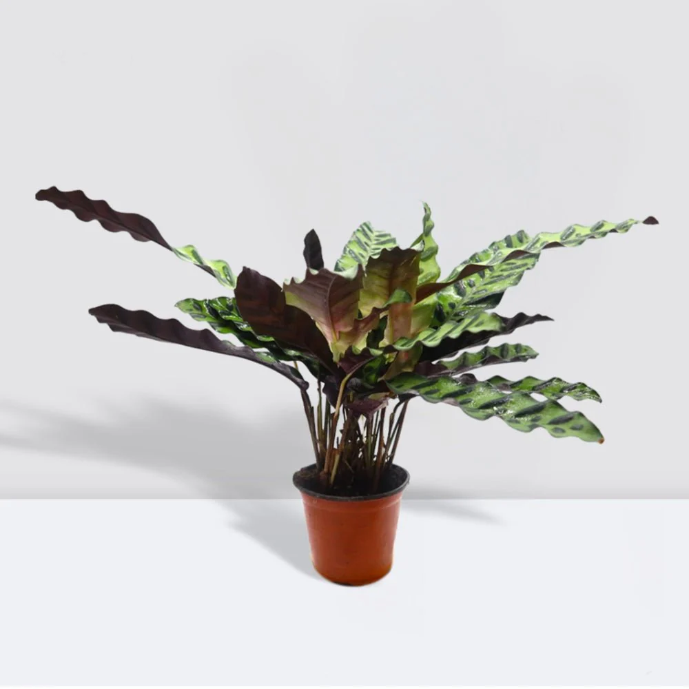 Calathea Lancifolia (Rattlesnake Plant)-30cm Default Soil with (Pine Mulch)