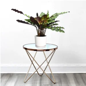 Calathea Lancifolia (Rattlesnake Plant)-30cm White Ceramic Pot with (Pine Mulch)