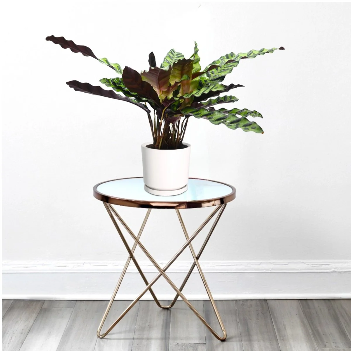 Calathea Lancifolia (Rattlesnake Plant)-30cm White Cement Pot with (Default Soil)