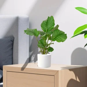 Calathea orbifolia 30-40cm (White Pot)